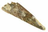 Fossil Pterosaur (Siroccopteryx) Tooth - Morocco #248947-1